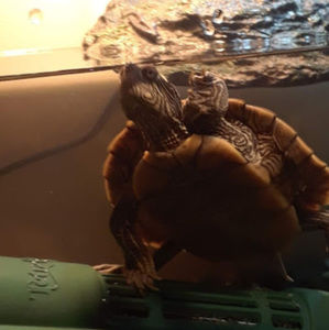 Meet your Posher, Drew